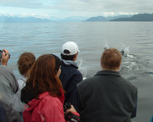 Porpoise like to play in front of the boat.